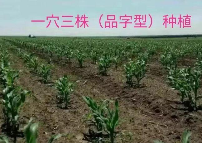 玉米种植一穴单株双株三株哪种模式高产看后有答案