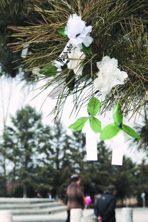 小白花挂在树枝上