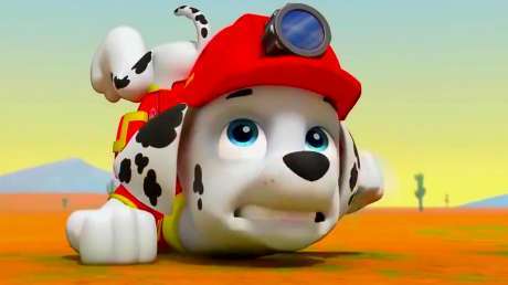 毛毛这才叫四肢发达,跳一下也能挨摔,以后还是老实点吧!