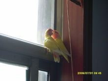 日本黄桃脸牡丹鹦鹉|1|6