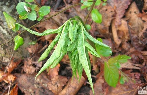 丁毒豆对癌症的作用有什么