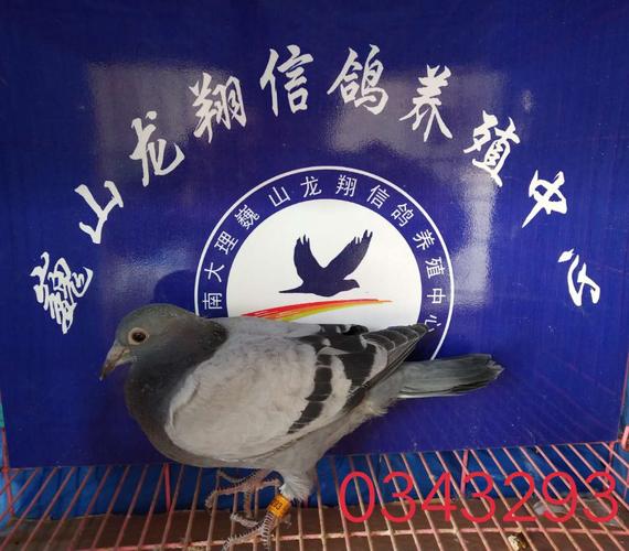 信鸽入棚照片