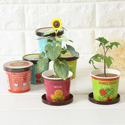 diy 创意迷你盆栽办公室小植物种植桌面儿童宝宝