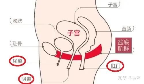 1,找错入口女性的生理结构有三个通道:尿道,yin道,肛门.