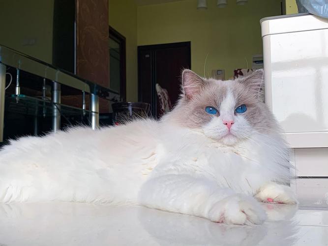 自家养布偶猫生的崽崽去新家预定!(成都)