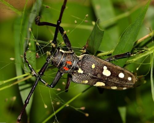 [图]各种昆虫图片及名称常见的昆虫图片及名称各类昆虫图片及名称