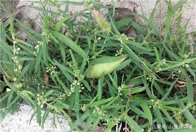 中药羊奶瓜