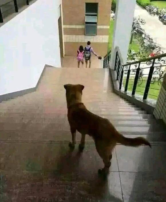 答应我不要当舔狗表情包舔狗表情包套图