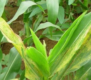 玉米叶斑病