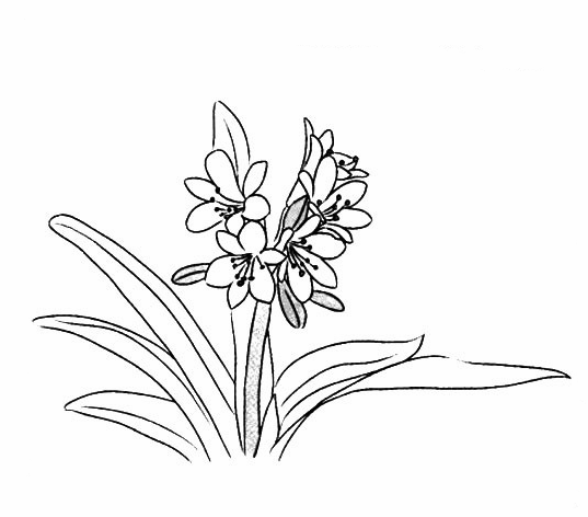 君子兰怎么画君子兰简笔画画法步骤教程
