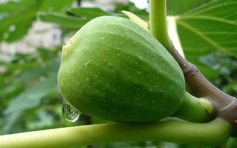 无花果图片高清电脑壁纸第二辑