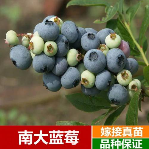 南大蓝莓带花苞带果发货盆栽树苗