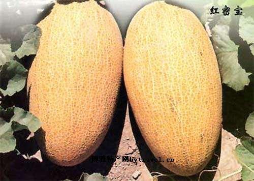 克拉玛依十大特产