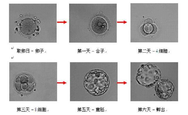 移植第3天胚胎好还是囊胚好?