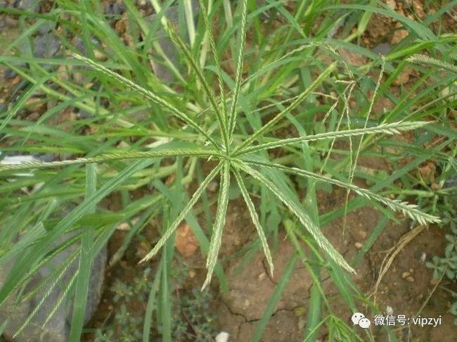 健康首页新闻滚动 > 正文  ②治脱力黄,劳力伤,治瘵:牛筋草连根洗去泥