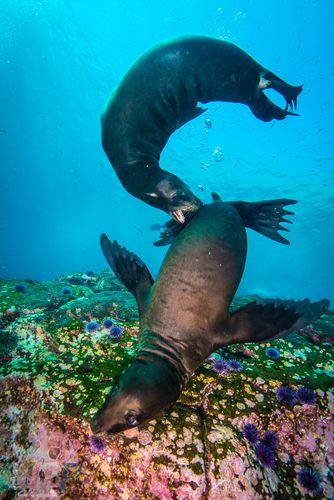playful juvenile california sea lions