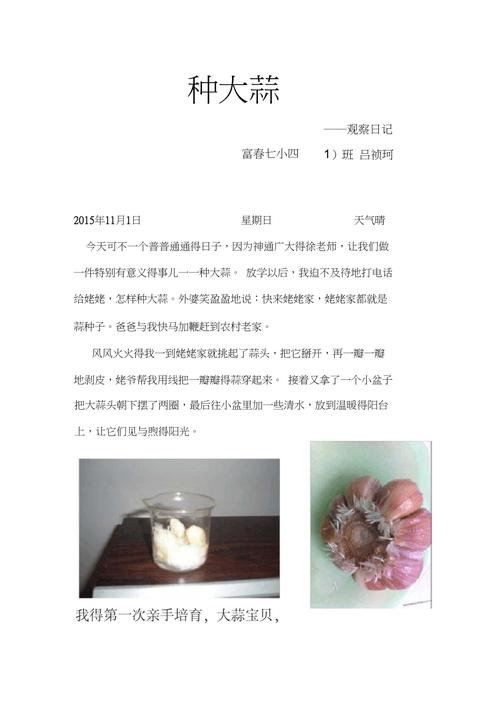 大蒜观察日记