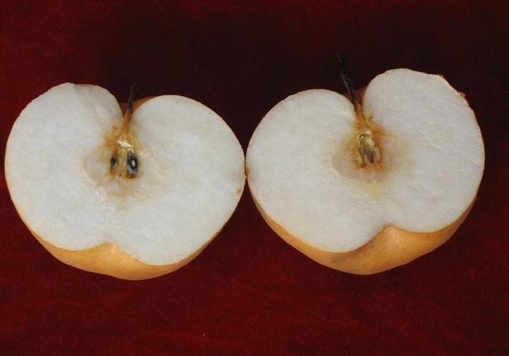            (图3为豫黄梨切面,无