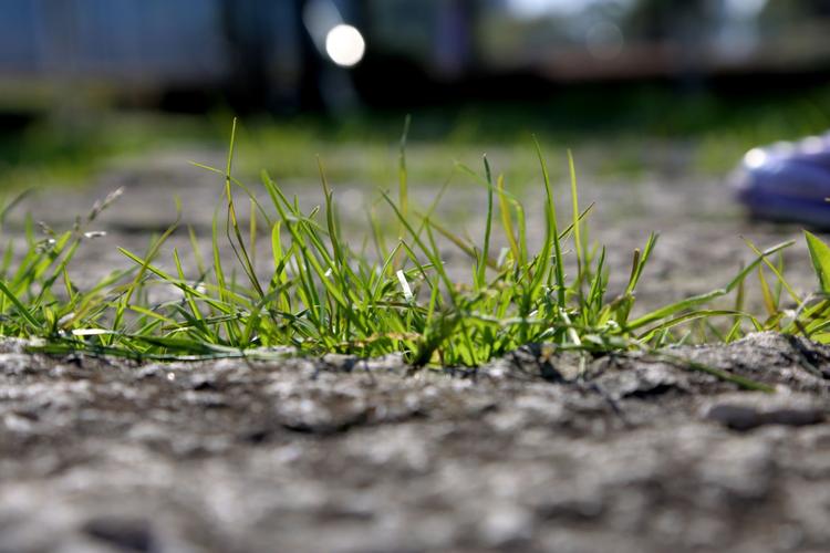 石头缝里小草见缝插针