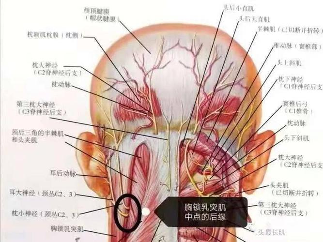 枕下肌群卡压枕大神经的原因