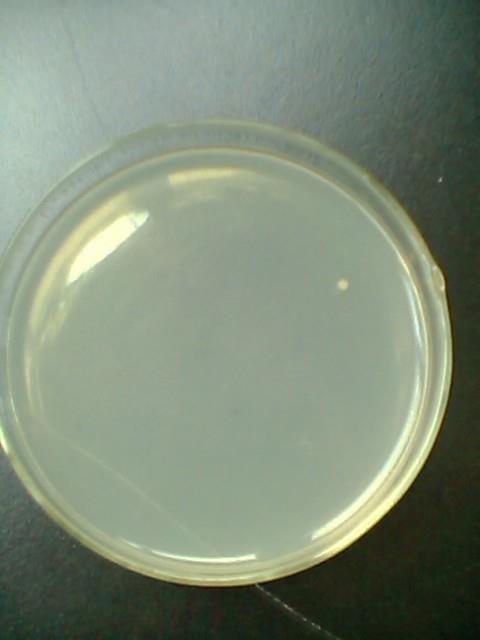 豆粉琼脂(血琼脂基础)