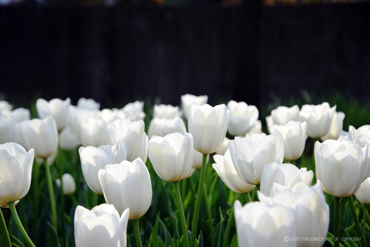 花 圣洁的白色郁金香