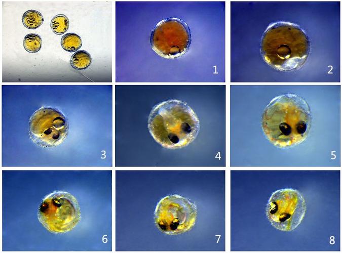孵化过程中要保持水体中有丰富的氧气.