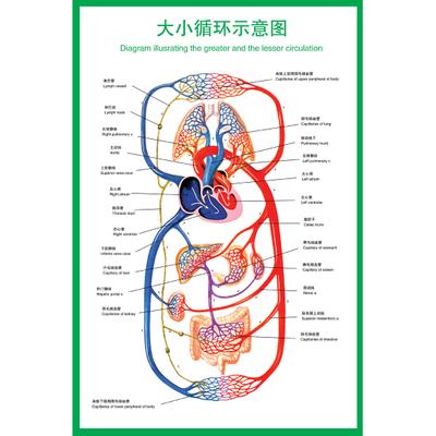 医院医学挂图人体 大小循环示意图解剖图海报定制人体