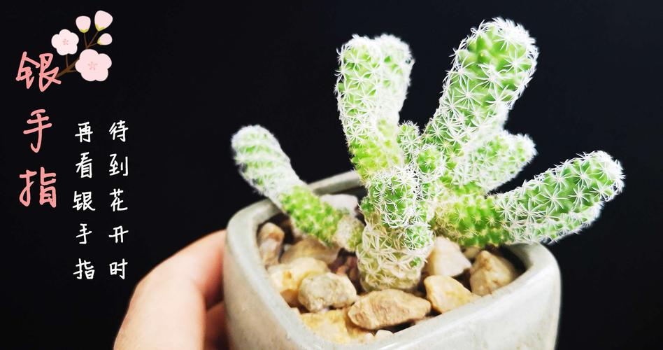 花中隐者——仙人掌