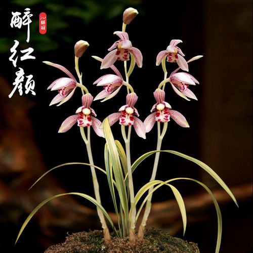 购客沁鲜园原生老种四季兰醉红颜花艺双全收藏级名贵兰花苗草盆栽易购