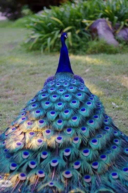 蓝孔雀 
