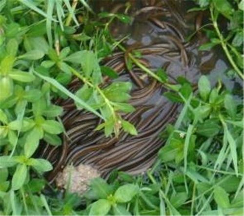 剖析:黄鳝上草的原因及预防,处理措施