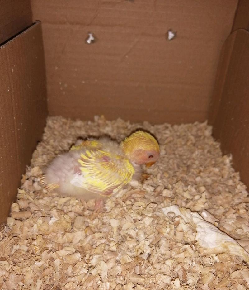 黄桃牡丹鹦鹉雏鸟