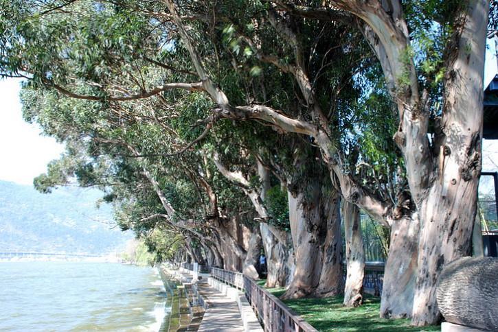 蓝桉已遇释槐鸟是什么梗蓝桉树的一生只有释槐鸟