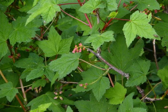  p>密刺茶藨子(学名:ribes horridum rupr. ex maxim.