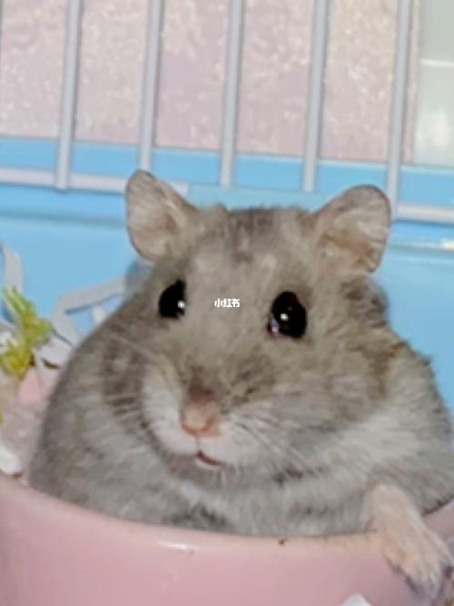 紫仓仓鼠_仓鼠_宠物_宠物其他