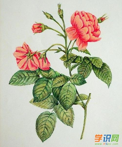 有关花的绘画作品