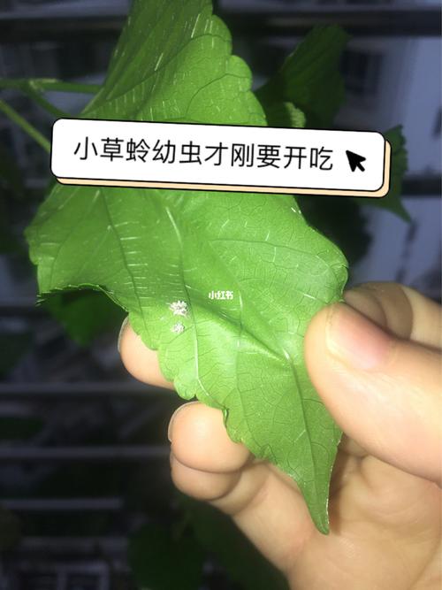草蛉幼虫孵化成功 还看到好些卵_益虫_宠物_宠物其他