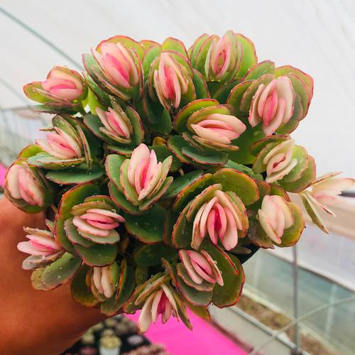 多肉植物贝壳彩色群生多头组合盆栽新款稀有多肉植物