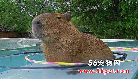 乖巧忠诚的大仓鼠