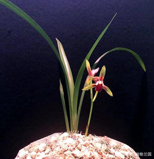 建兰珍稀红素娱乐欣赏,建兰色花国魂,难得的自然资源