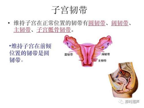 子宫及附件解剖及生理