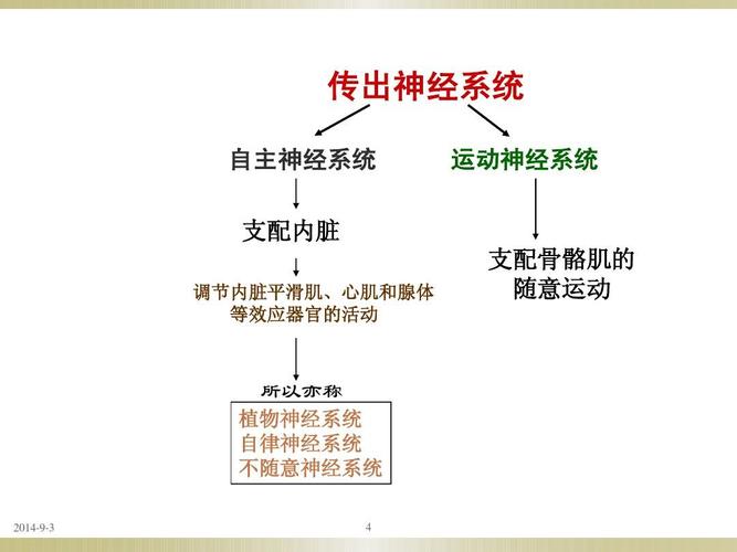 4《药理学》 传出神经系统概论ppt