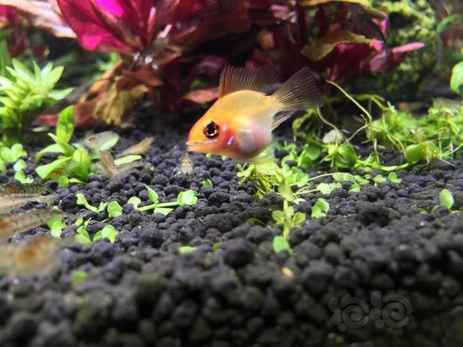 求助,金波子是不是要产卵?