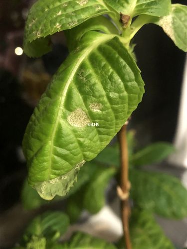 求助,绣球叶子怎么了_新手_家居家装_家居装饰