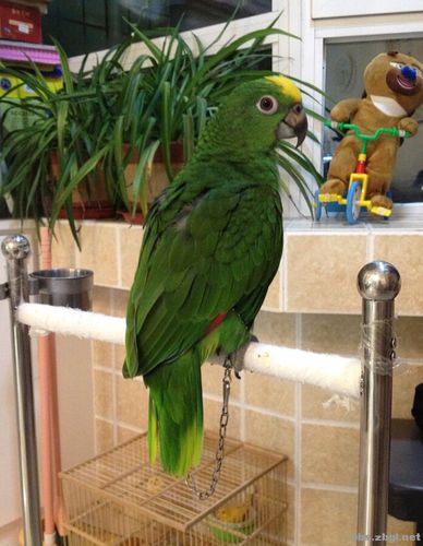 13000元···转···亚马逊小黄帽···一枚!