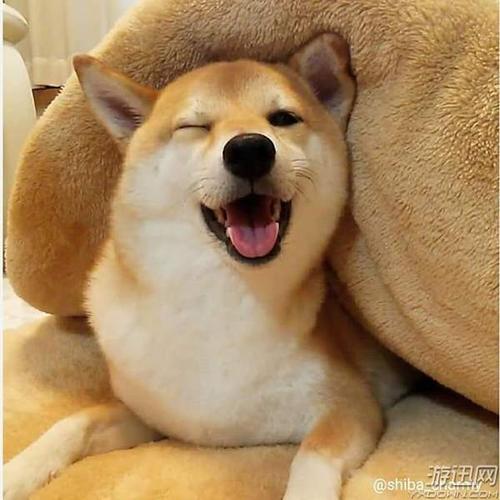 阳光治愈系表情包柴犬charmy