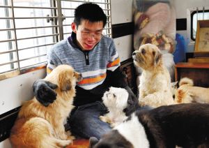 流浪猫流浪狗手抄报 手抄报版面设计图