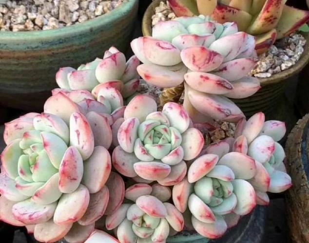 多肉香草,一种叶片出血色条纹的多肉植物,美的不可方物