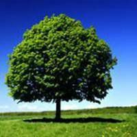 微信头像大全大树_微信头像图片大全